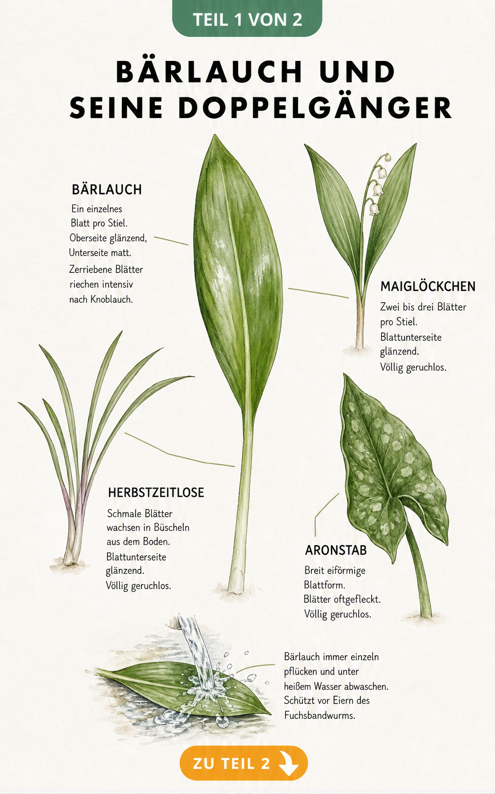 Botanische Illustration von Bärlauch, Maiglöckchen, Herbstzeitlose und Aronstab mit Unterscheidungsmerkmalen