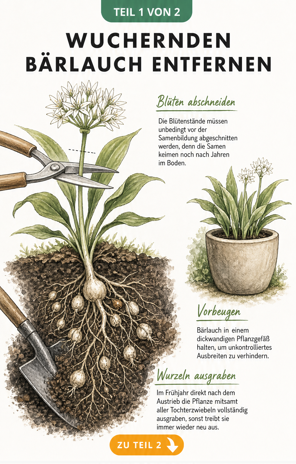 Botanische Illustration einer Bärlauchpflanze im Querschnitt mit Blüte, Wurzelwerk und Tochterzwiebeln beim Ausgraben
