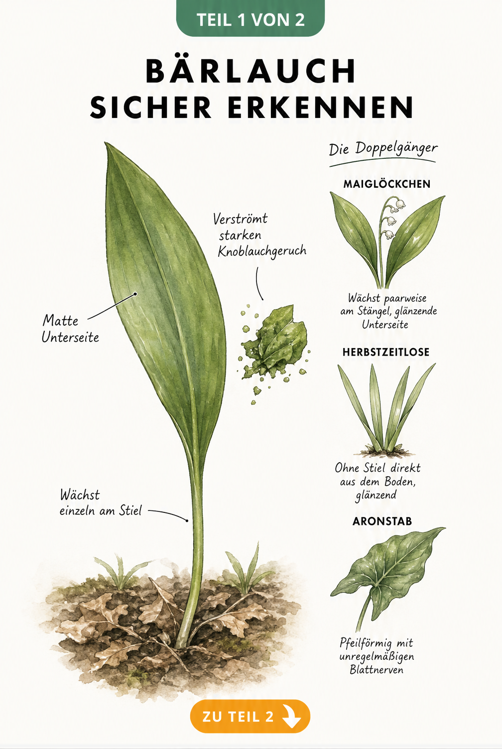 Botanische Illustration eines Bärlauchblattes mit Merkmalen und seinen giftigen Doppelgängern Maiglöckchen, Herbstzeitlose und Aronstab.