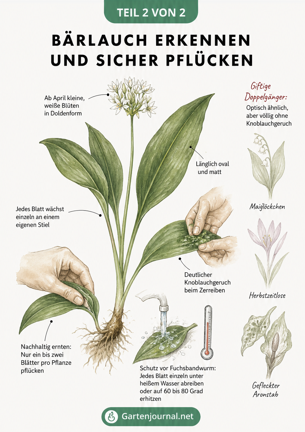 Botanische Illustration einer Bärlauchpflanze mit Details zu Blatt, Blüte und Wurzel sowie Hinweisen zur sicheren Ernte und giftigen Doppelgängern.
