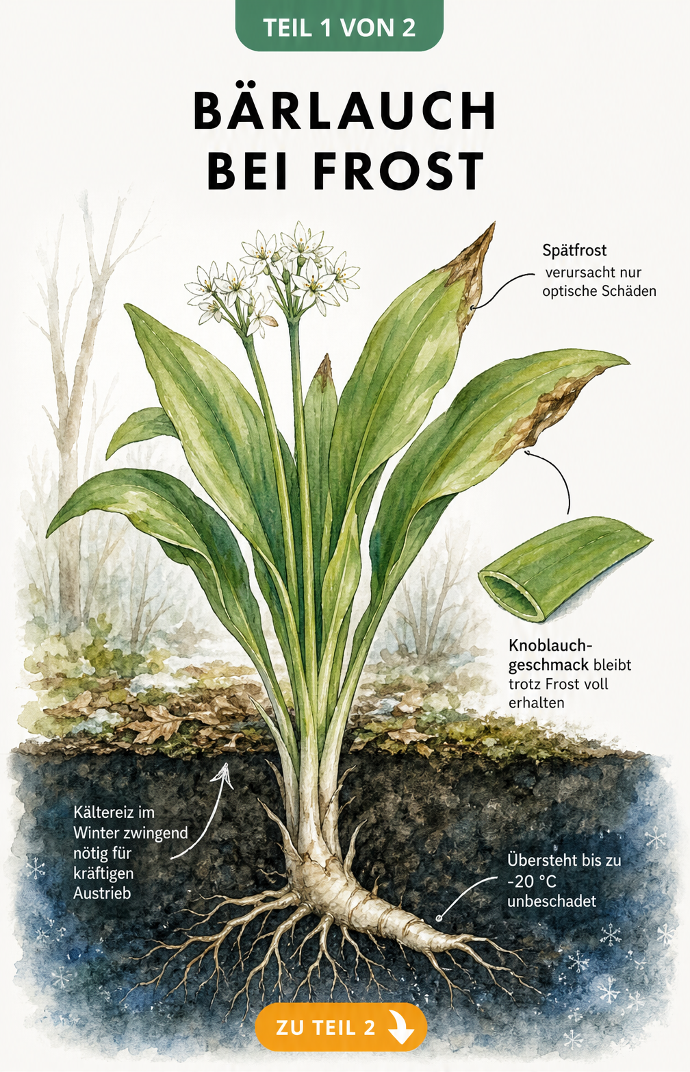 Botanische Illustration von Bärlauch im Querschnitt, die zeigt, dass das Rhizom bis -20 °C übersteht und Frost für den Austrieb nötig ist.