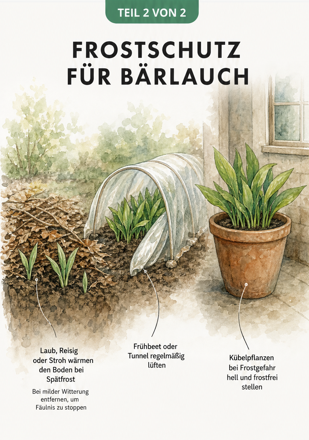Aquarell-Illustration von Bärlauch-Standorten mit Frostschutz-Tipps: Mulch im Beet, Folientunnel und Kübelpflanzen im frostfreien Raum.