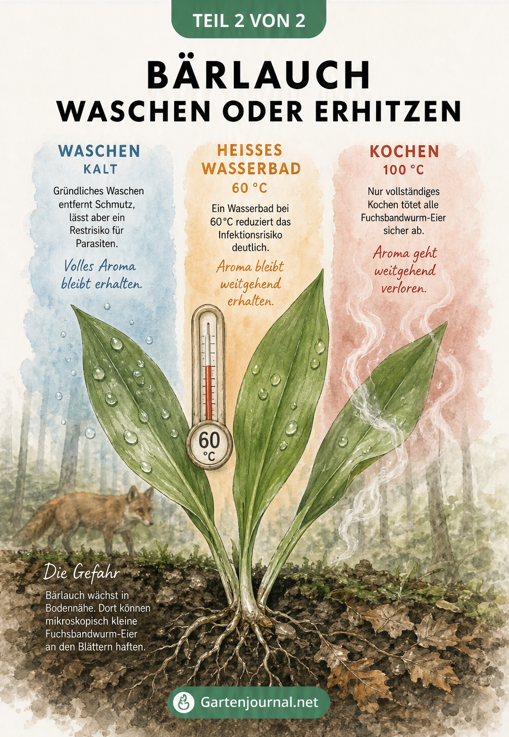 Grafik einer Bärlauchpflanze mit drei Temperaturstufen zum Waschen und Erhitzen
