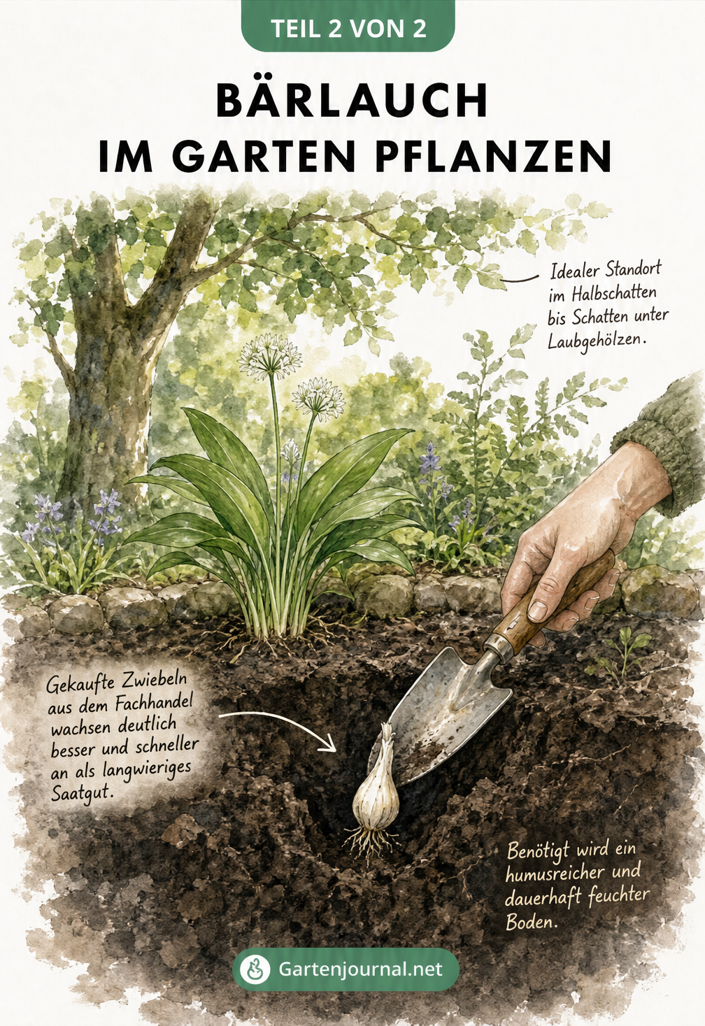 Aquarell-Zeichnung einer Bärlauchzwiebel, die im Garten unter einem Laubbaum in humusreiche Erde gepflanzt wird