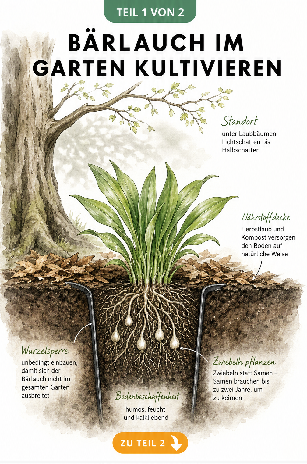 Querschnitt eines Gartenbeets mit Bärlauch unter einem Laubbaum, der den idealen Standort und die Bodenbeschaffenheit zeigt.