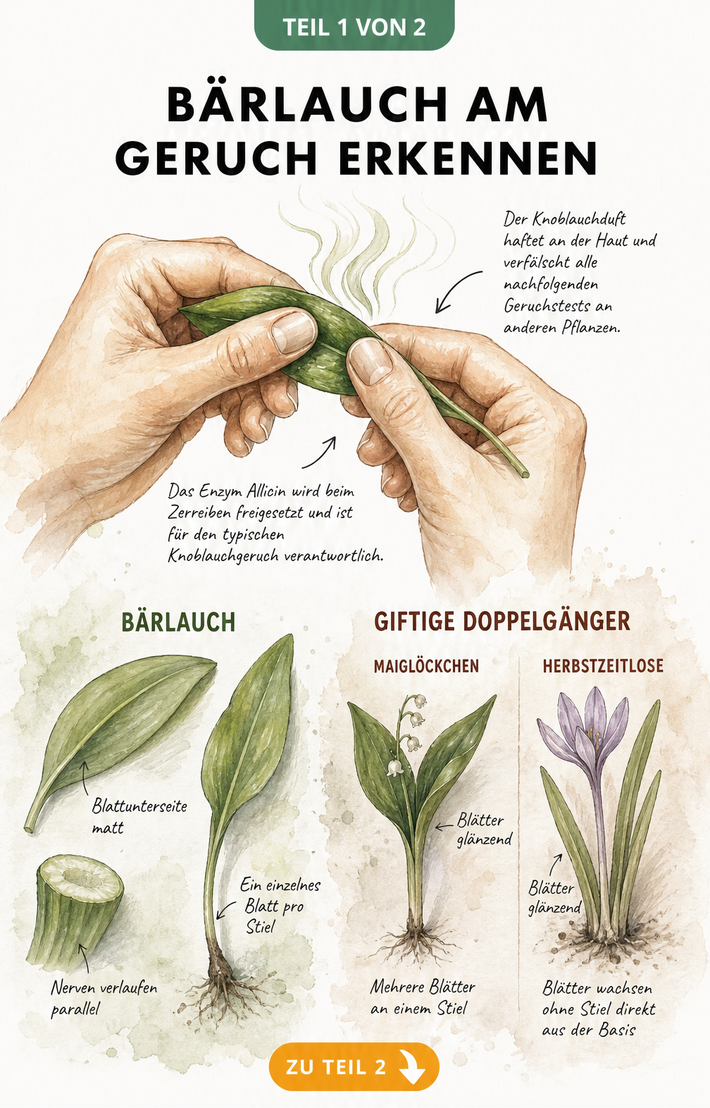 Botanische Illustration von Händen, die ein Bärlauchblatt zerreiben, mit Hinweisen zur Unterscheidung von Maiglöckchen und Herbstzeitlose.
