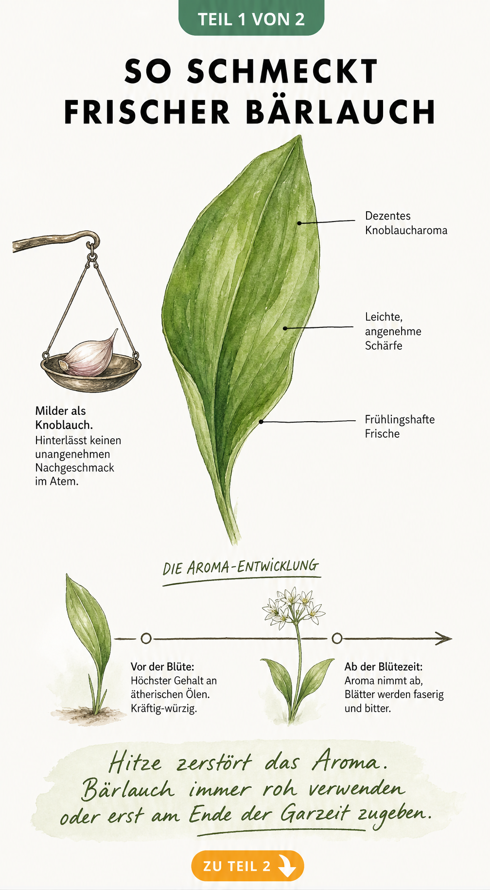 Botanische Illustration eines Bärlauchblatts mit Erklärungen zum milden Knoblaucharoma und der Geschmacksentwicklung vor und nach der Blüte.