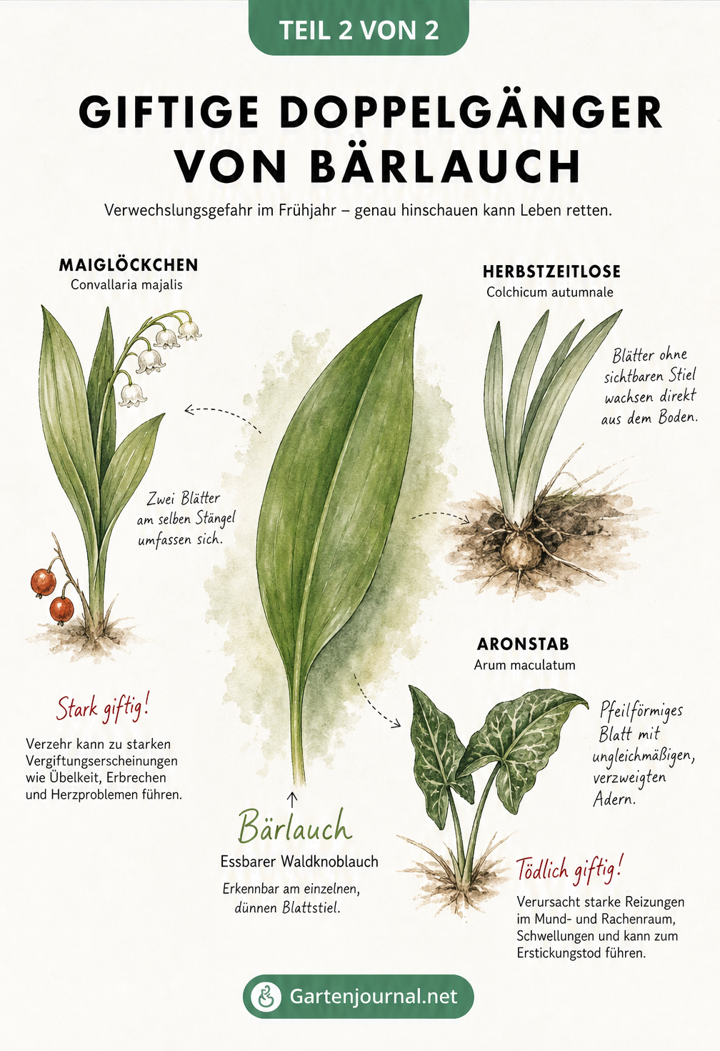 Illustration von Bärlauch und seinen giftigen Doppelgängern Herbstzeitlose, Aronstab und Maiglöckchen