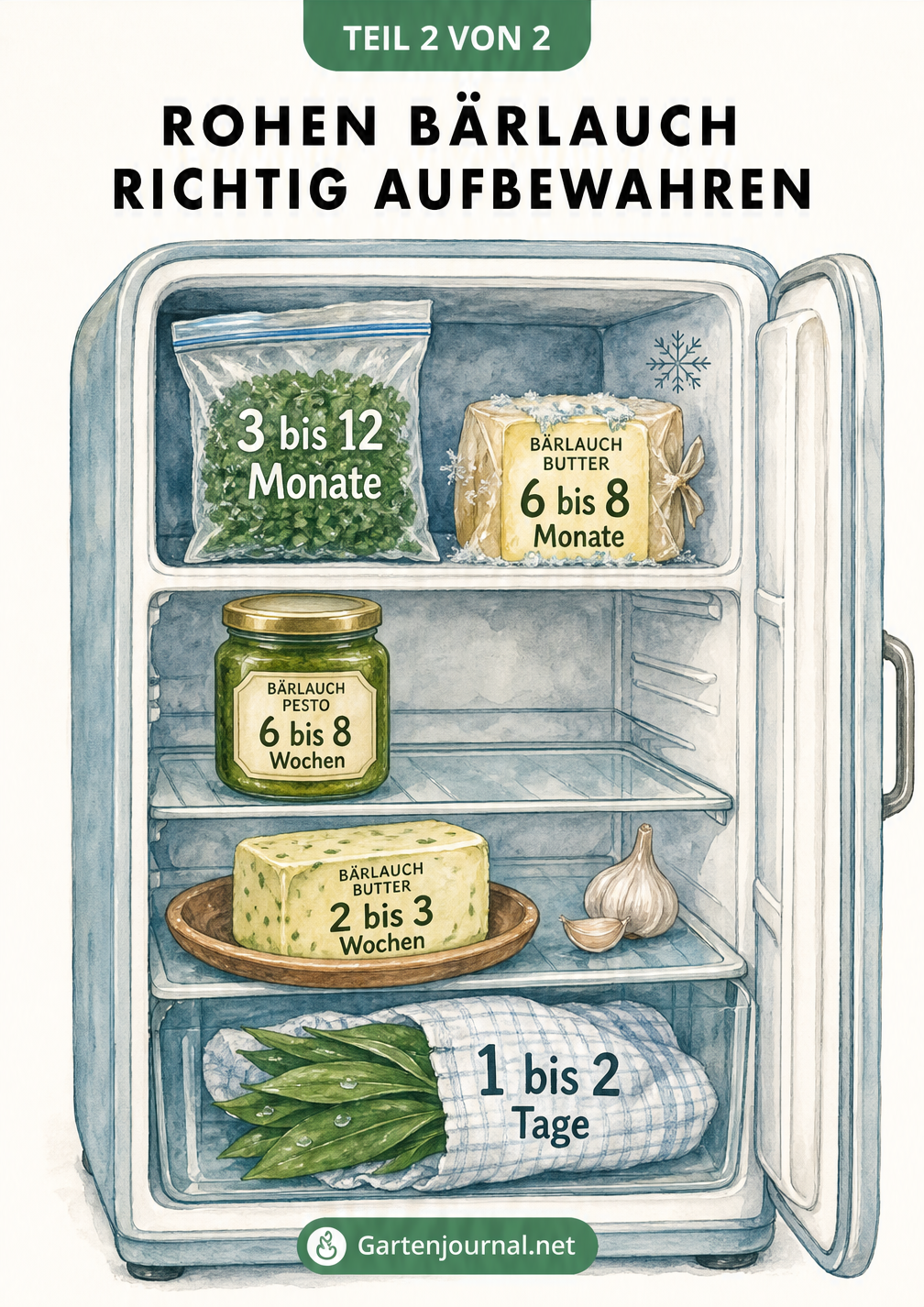 Illustration eines Kühlschranks mit Haltbarkeitsangaben für frischen Bärlauch, Bärlauchpesto und Bärlauchbutter