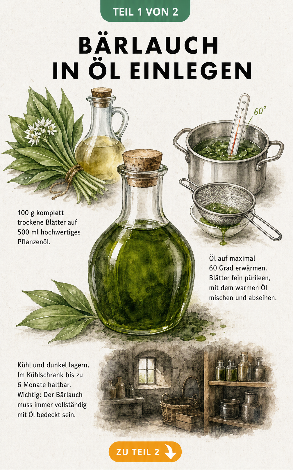 Botanische Illustration zur Herstellung von Bärlauchöl mit Zutaten, Erwärmen und Lagerung