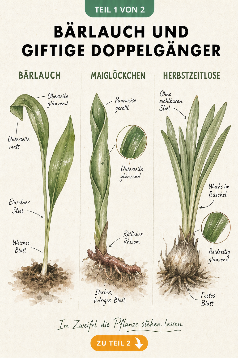 Botanische Lehrtafel mit Illustrationen von Bärlauch, Maiglöckchen und Herbstzeitlose, die Blattstrukturen und Wuchsformen vergleicht.