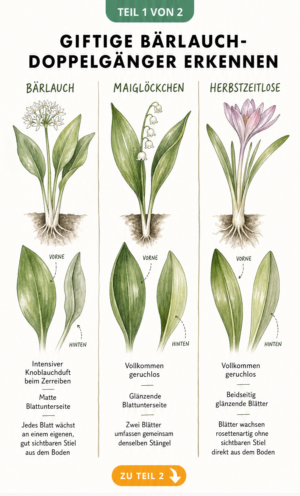 Botanische Gegenüberstellung von Bärlauch, Maiglöckchen und Herbstzeitlose mit Merkmalen wie Blattunterseite und Stiel.