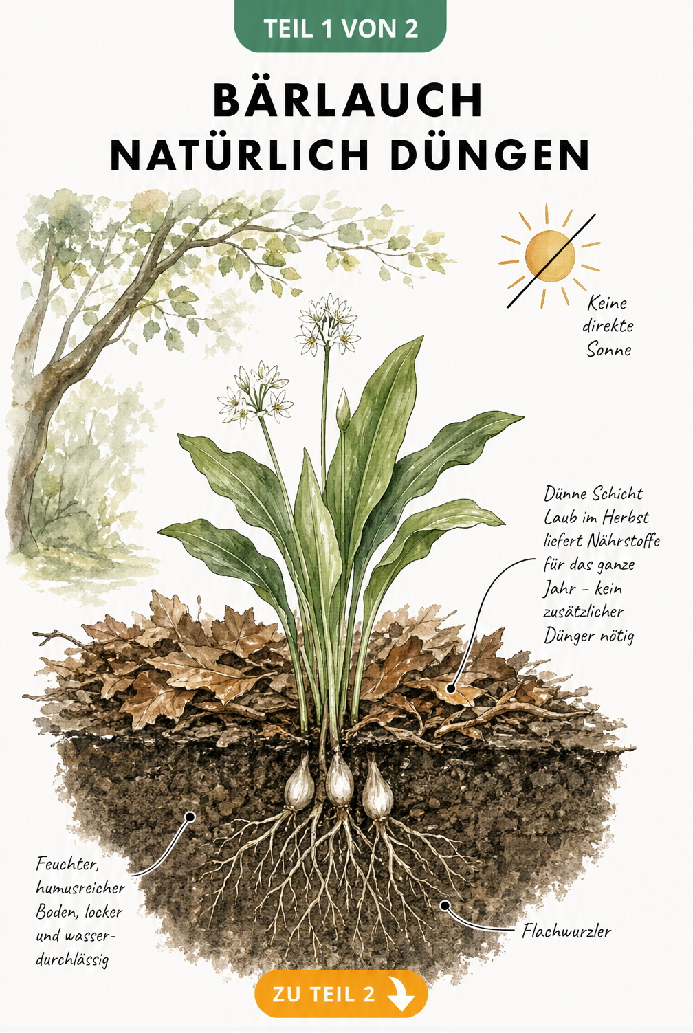 Botanische Querschnitt-Illustration einer Bärlauchpflanze mit Wurzeln, Zwiebeln und Laubschicht