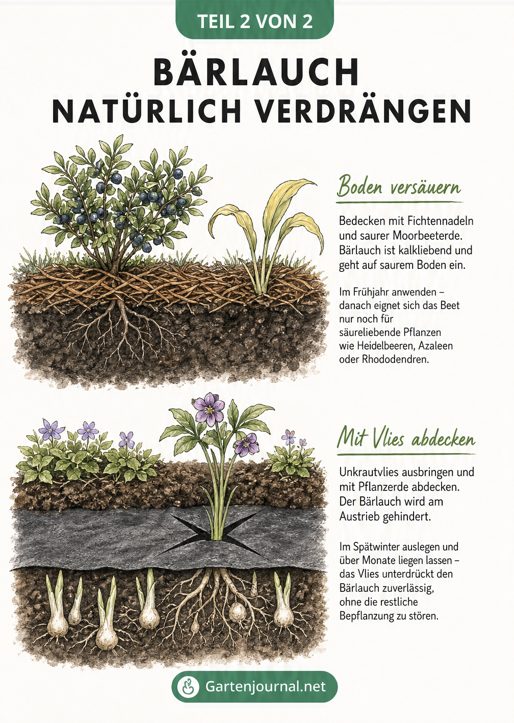 Querschnitt-Skizze von Gartenbeeten, die Bodenversäuerung mit Fichtennadeln und Abdeckung mit Unkrautvlies gegen Bärlauch zeigen