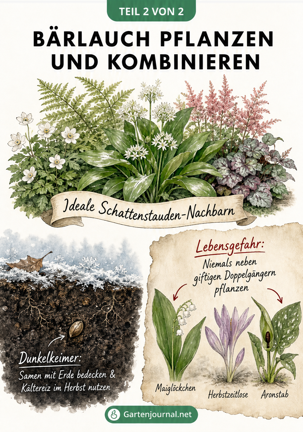 Botanische Zeichnung von Bärlauch mit idealen Schattenstauden-Nachbarn, der Aussaat als Dunkelkeimer und einer Warnung vor giftigen Doppelgängern.