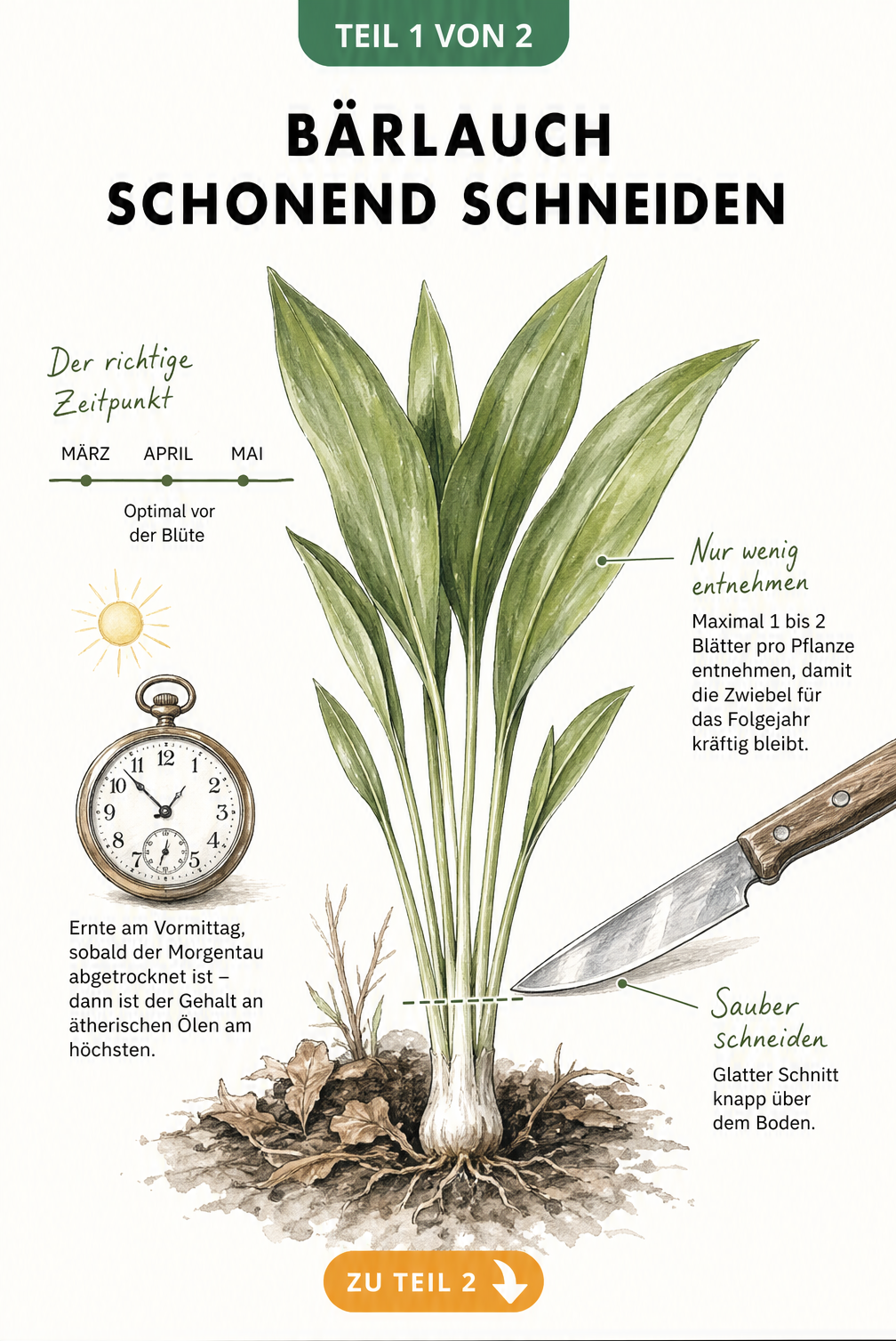 Botanische Illustration einer Bärlauchpflanze mit Hinweisen zum optimalen Erntezeitpunkt am Vormittag und der richtigen Schnitttechnik mit einem Messer.
