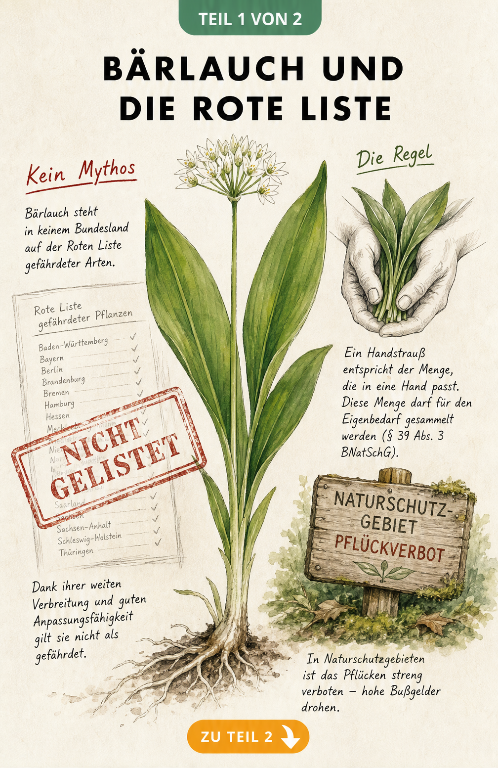Botanische Illustration von Bärlauch mit Erklärungen zur Roten Liste, Handstraußregel und Sammelverbot in Naturschutzgebieten