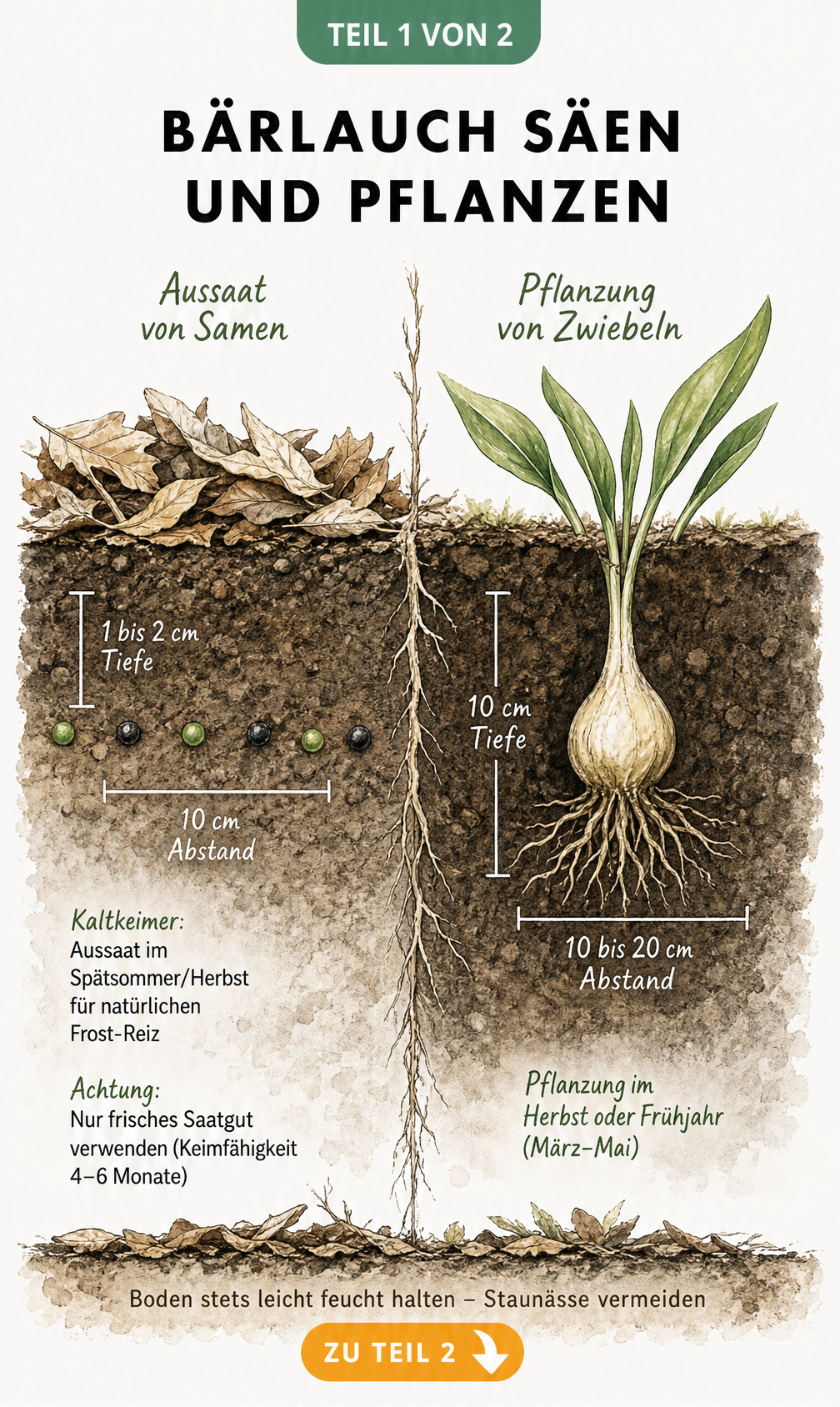 Illustration von Bärlauch-Aussaat und Zwiebelpflanzung im Erdquerschnitt mit Maßangaben