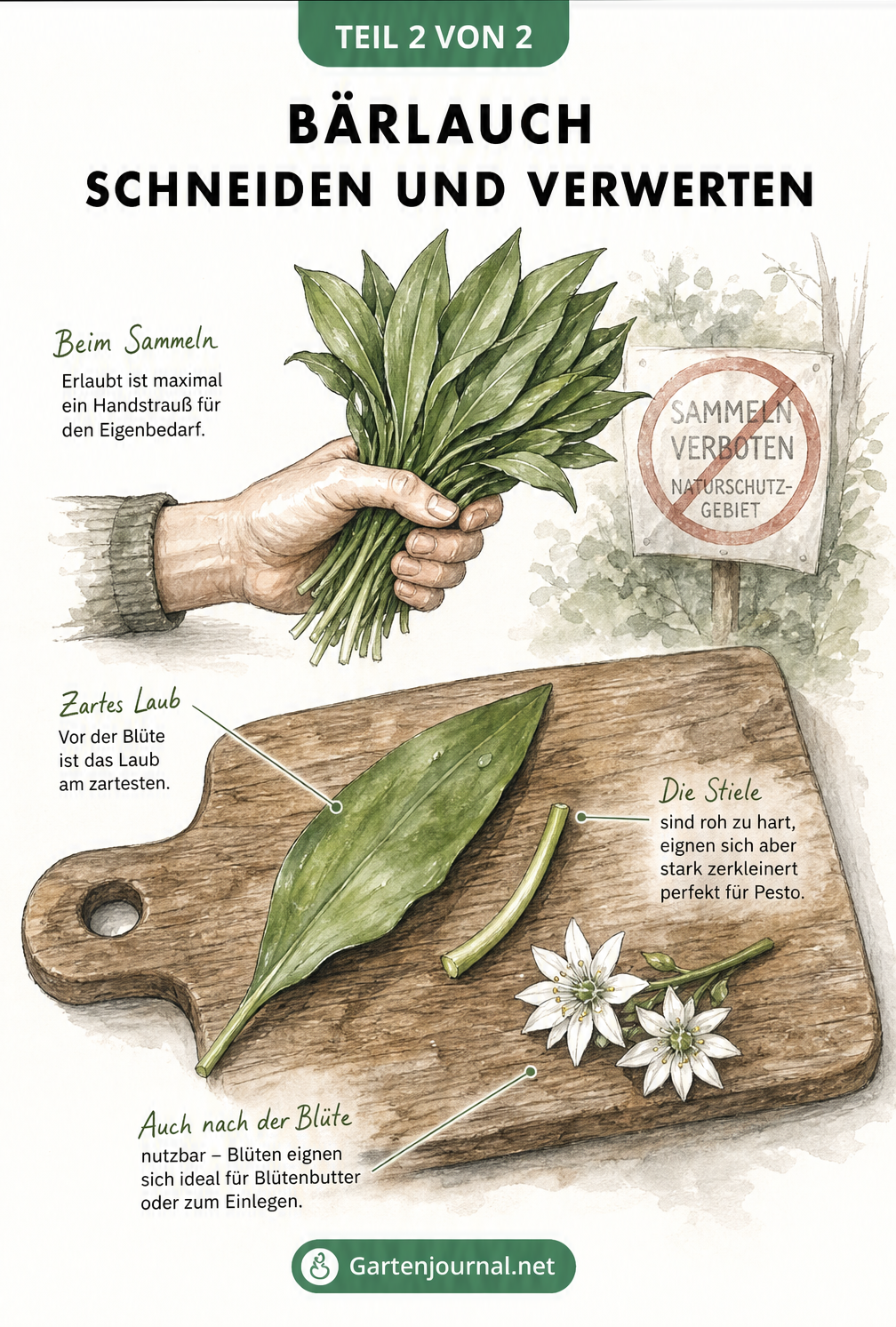 Illustration einer Hand mit einem Bündel Bärlauch und einem Schneidebrett mit Bärlauchblatt, Stiel und Blüten sowie Tipps zur Verwertung.