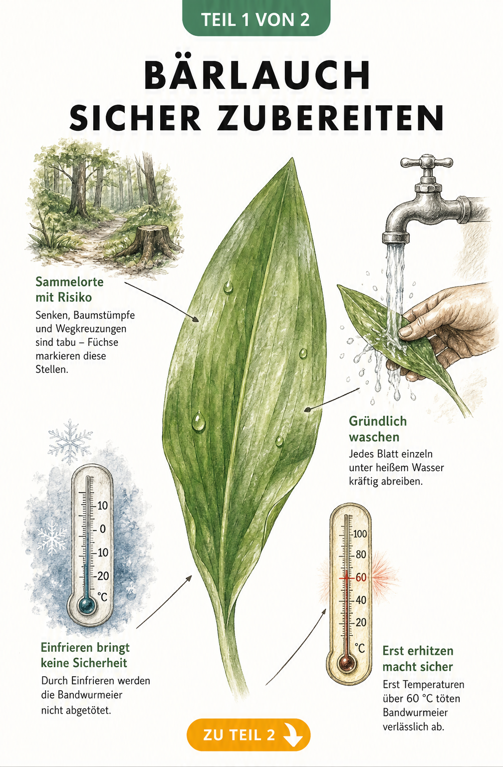 Botanische Illustration eines Bärlauchblatts mit Hinweisen zur sicheren Zubereitung und Vermeidung von Fuchsbandwurmeiern