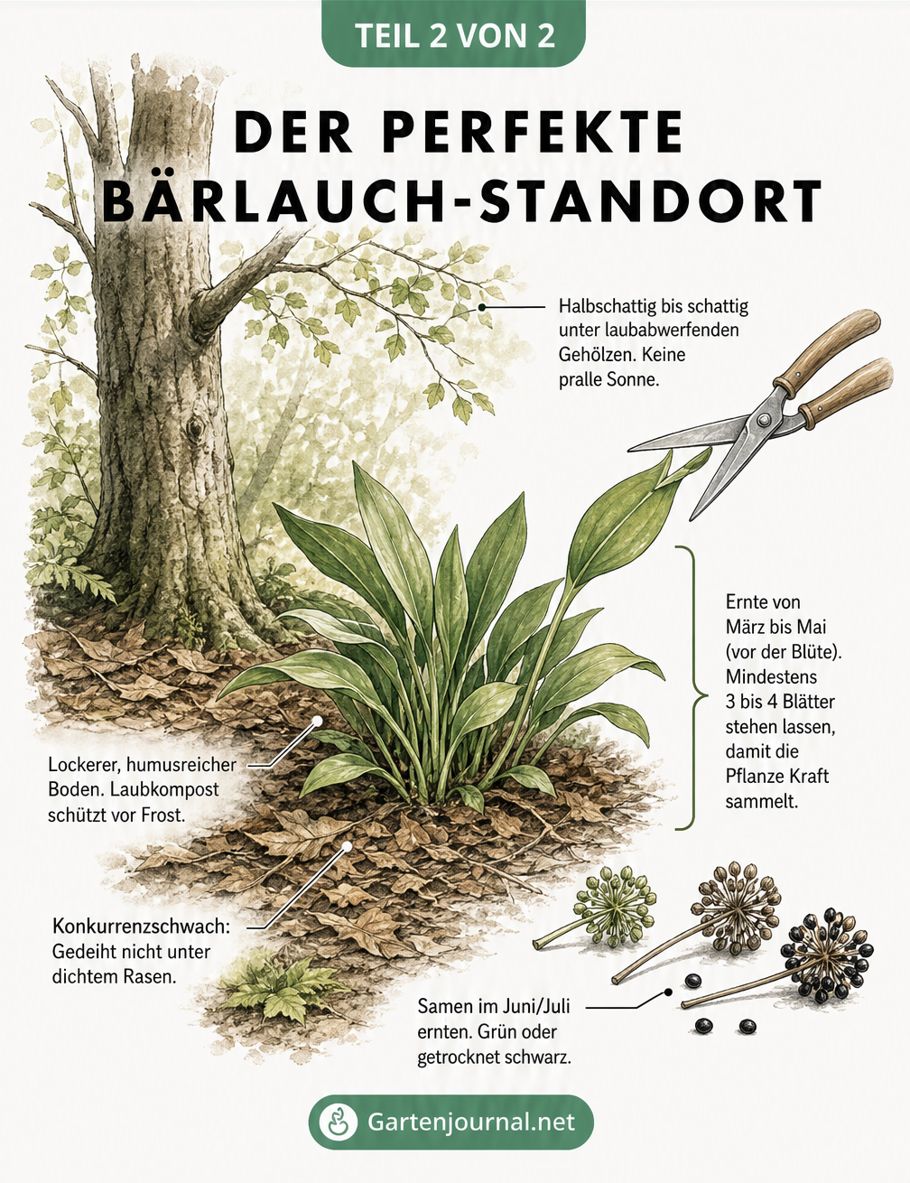 Zeichnung einer Bärlauchpflanze unter einem Baum mit Hinweisen zu Standort und Ernte