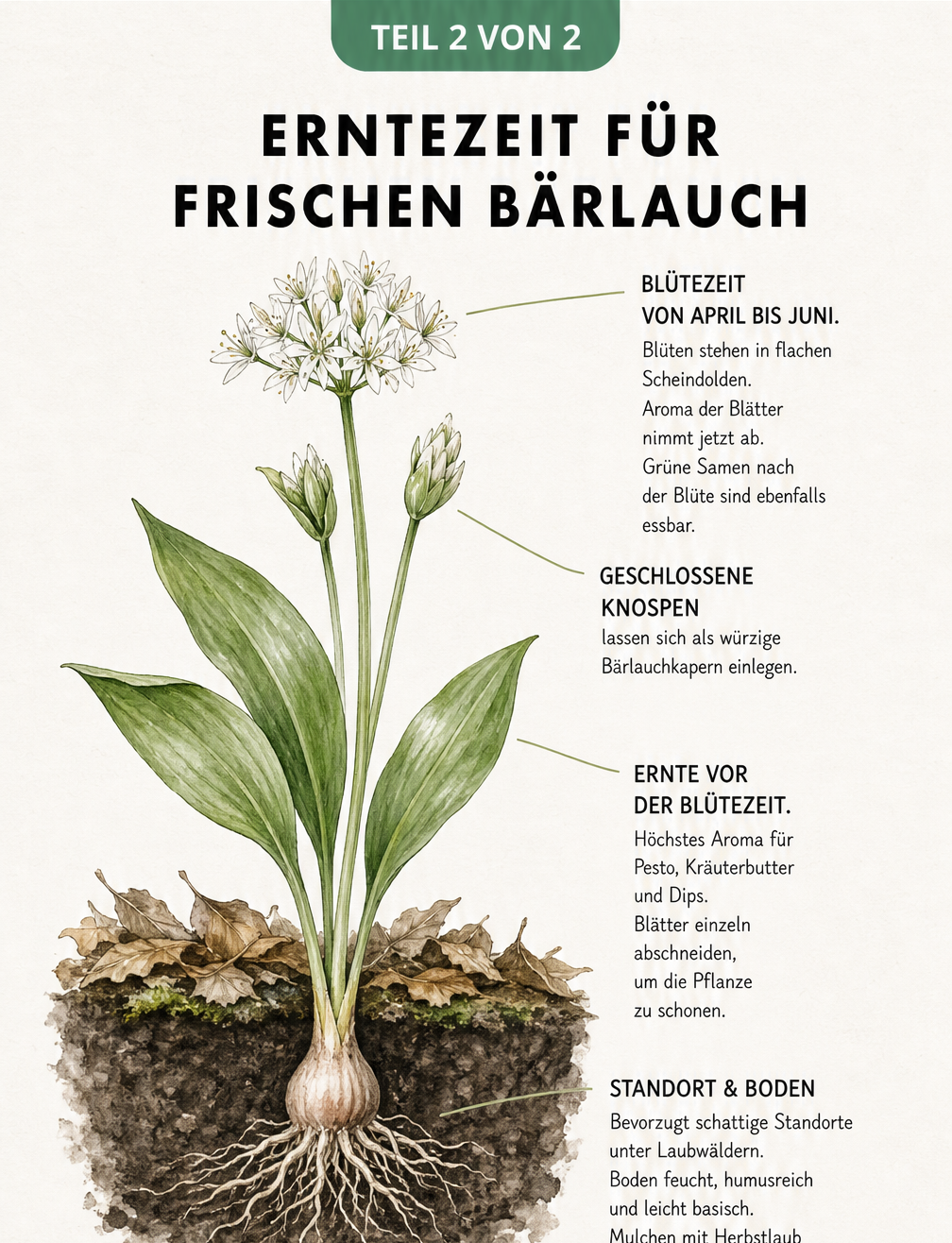 Illustration einer Bärlauchpflanze von der Wurzel bis zur Blüte mit Tipps zu Standort und Ernte