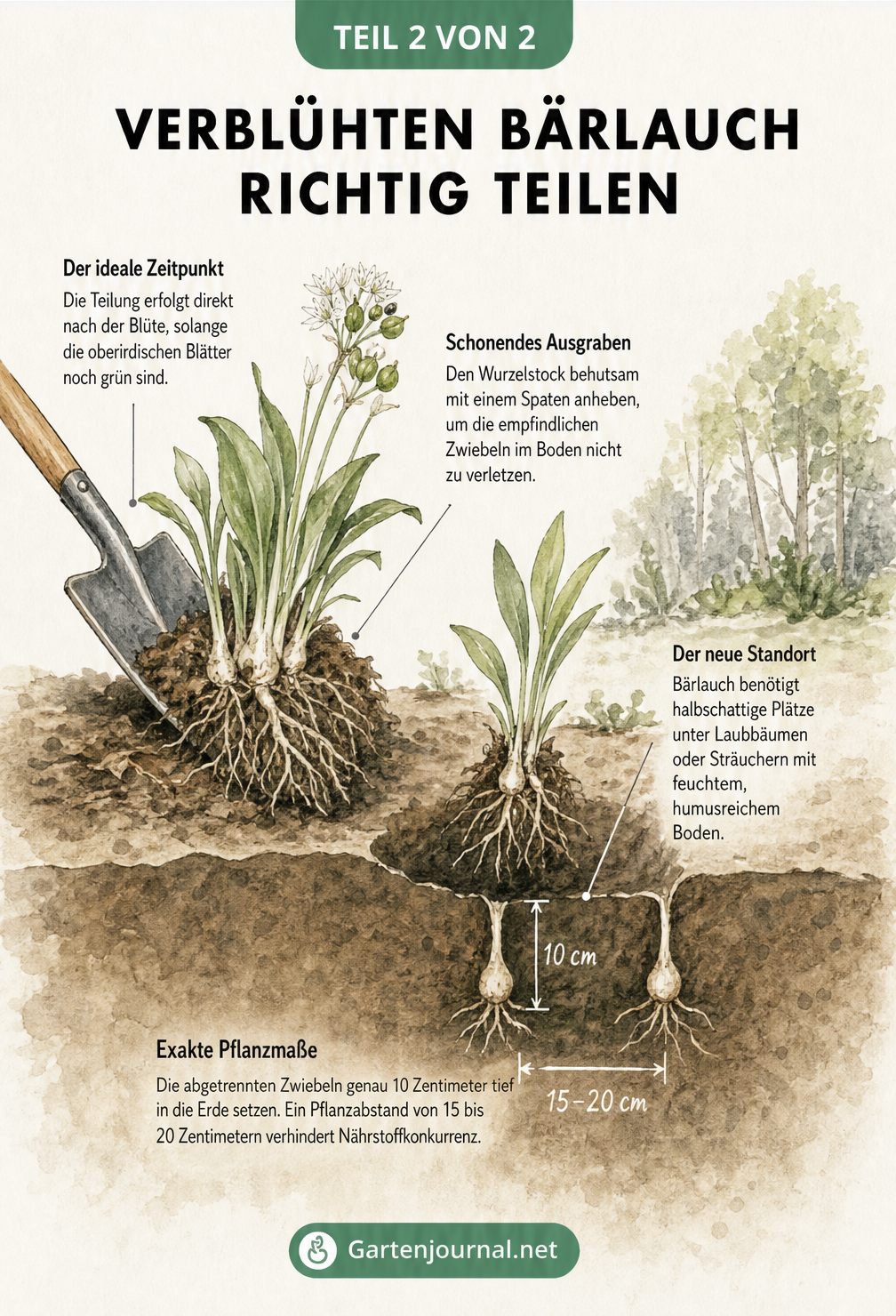 Querschnitt durch den Gartenboden, der das schonende Ausgraben und Teilen einer Bärlauchzwiebel mit einem Spaten zeigt