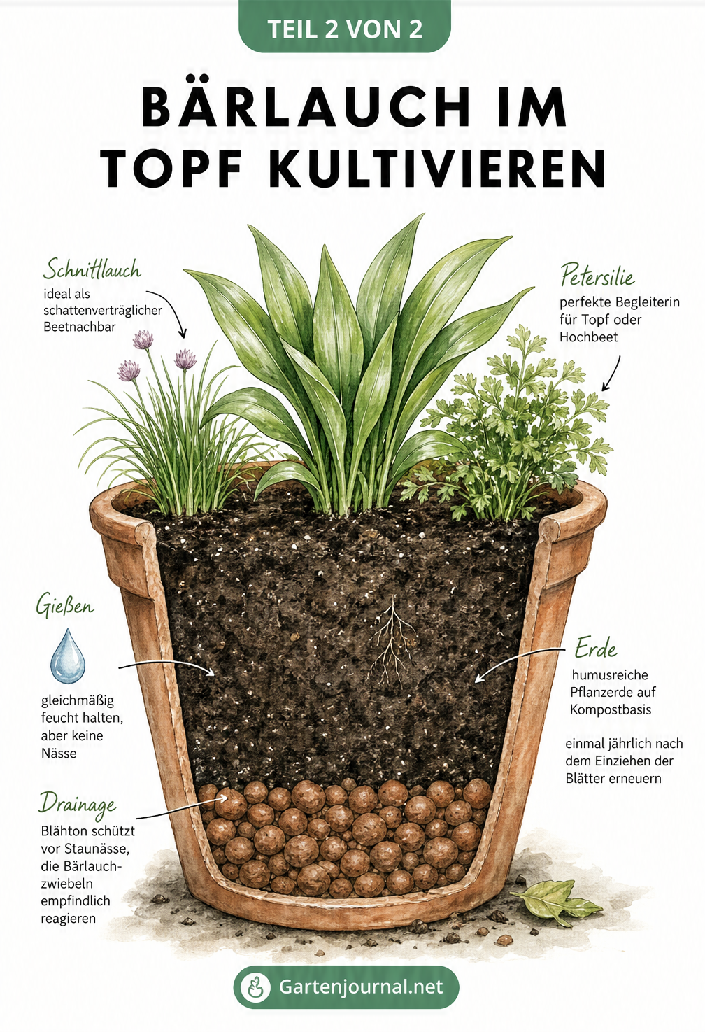 Querschnitt eines Terrakotta-Topfes mit Bärlauch, der die Schichtung von Blähton-Drainage und humusreicher Erde zeigt.
