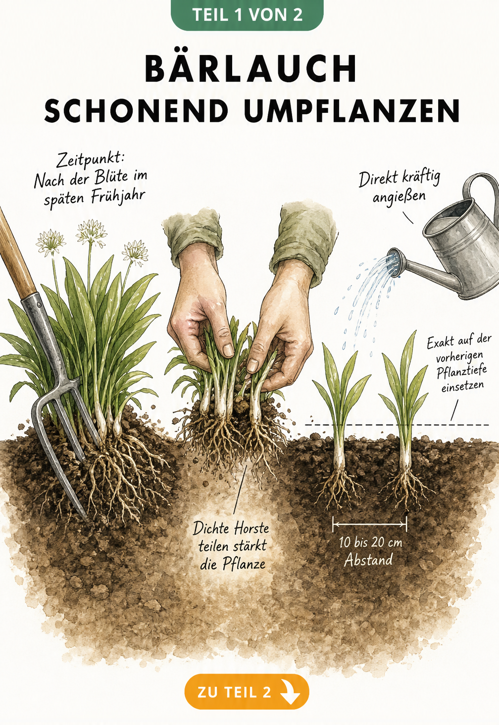 Illustration zum schonenden Umpflanzen von Bärlauch: Horste teilen und im richtigen Abstand einsetzen