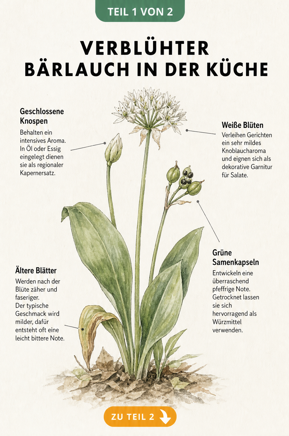 Botanische Illustration einer Bärlauchpflanze mit Knospen, Blüten, Samenkapseln und Blättern sowie deren Verwendung in der Küche