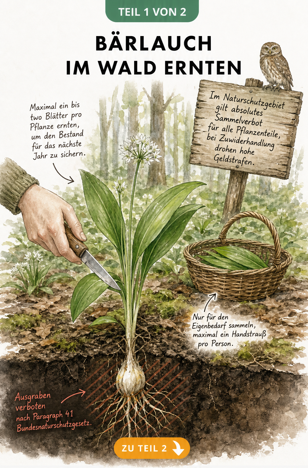 Illustration eines Bärlauchs im Wald mit Querschnitt der Wurzeln und Hinweis auf das Ausgrabungsverbot