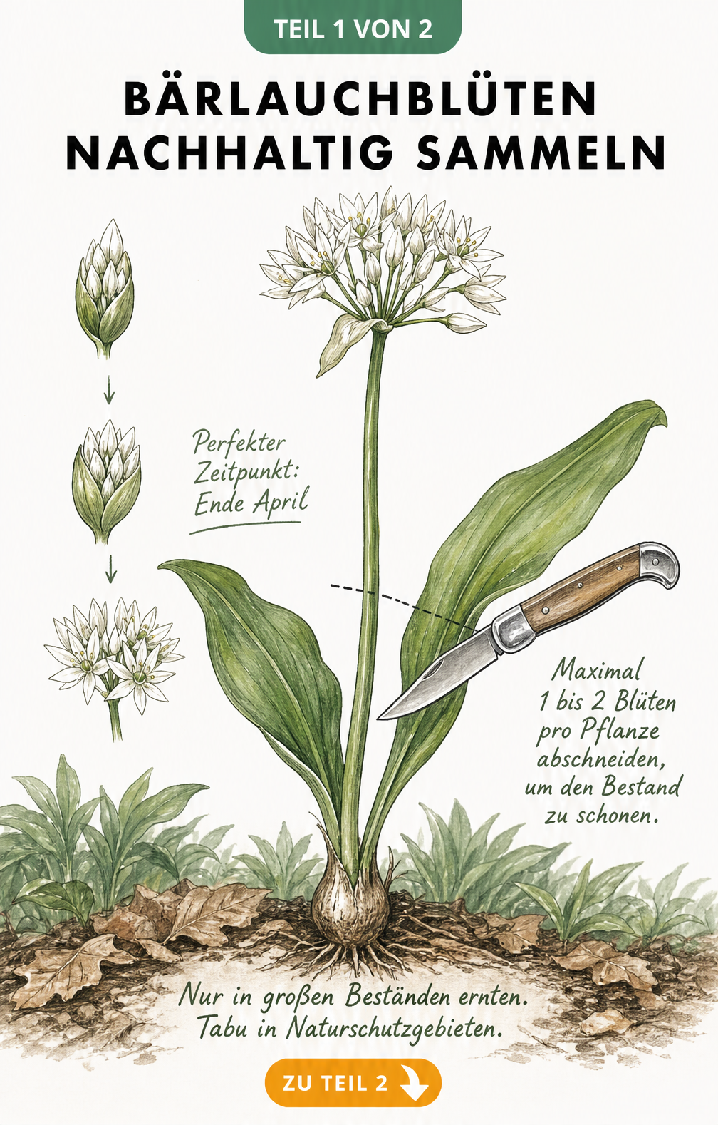 Botanische Illustration einer Bärlauchpflanze mit Hinweisen zum nachhaltigen Sammeln der Blüten
