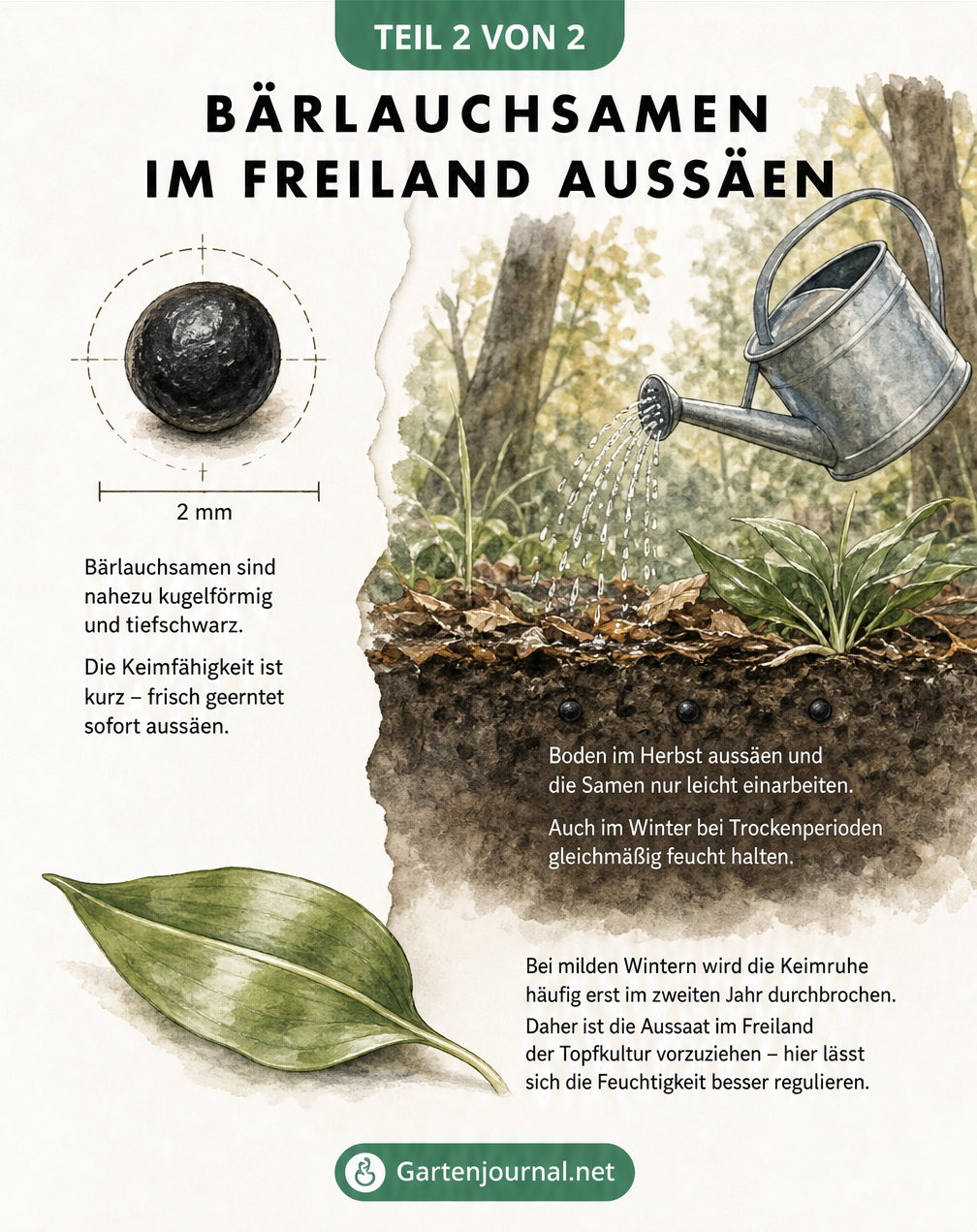 Aquarell-Zeichnung eines Bärlauchsamen und eines schattigen Gartenbeets im Herbst mit Gießkanne