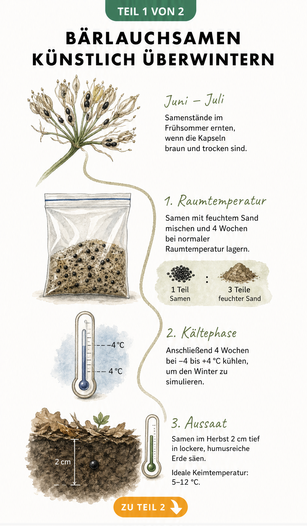 Botanische Skizze zur künstlichen Stratifikation von Bärlauchsamen mit Ernte, Sandmischung, Kühlphase und Aussaat
