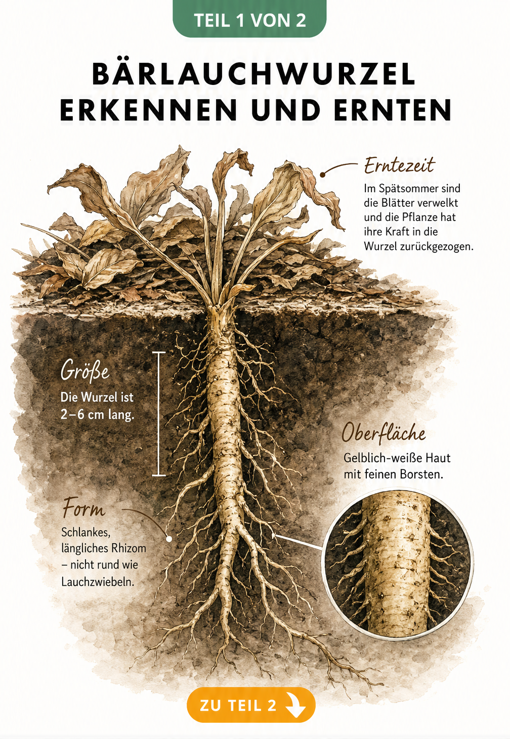 Botanische Illustration einer Bärlauchwurzel im Erdschnitt mit verwelkten Blättern und Maßangaben