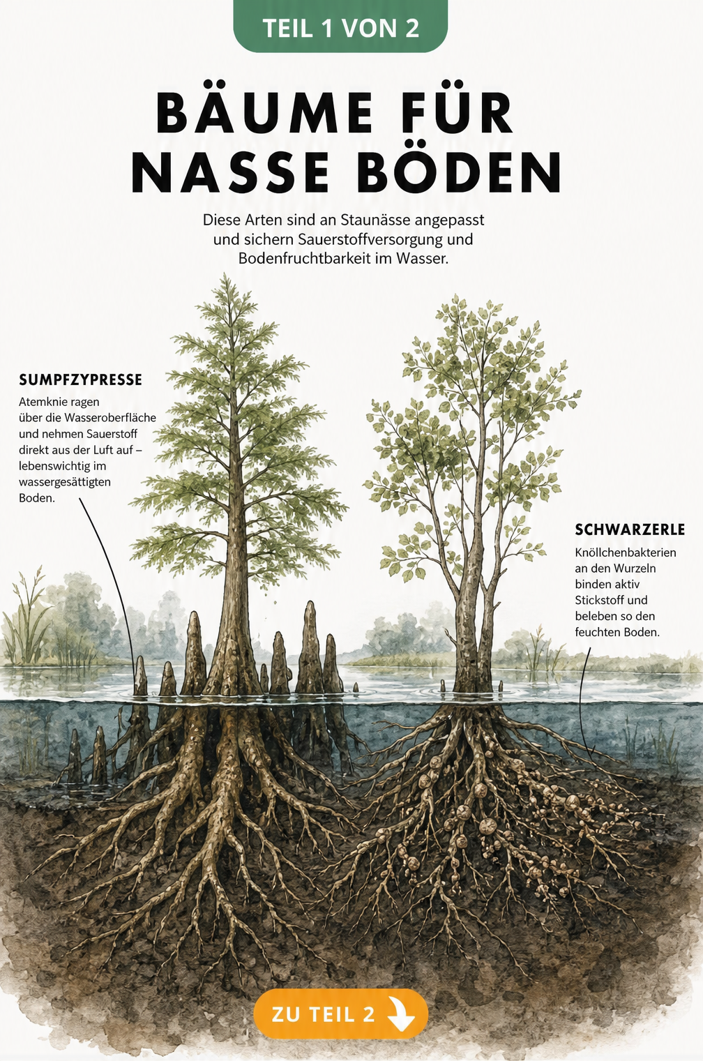 Botanische Schnittgrafik von Sumpfzypresse und Schwarzerle in nassem Boden mit Atemknien und Wurzelknöllchen