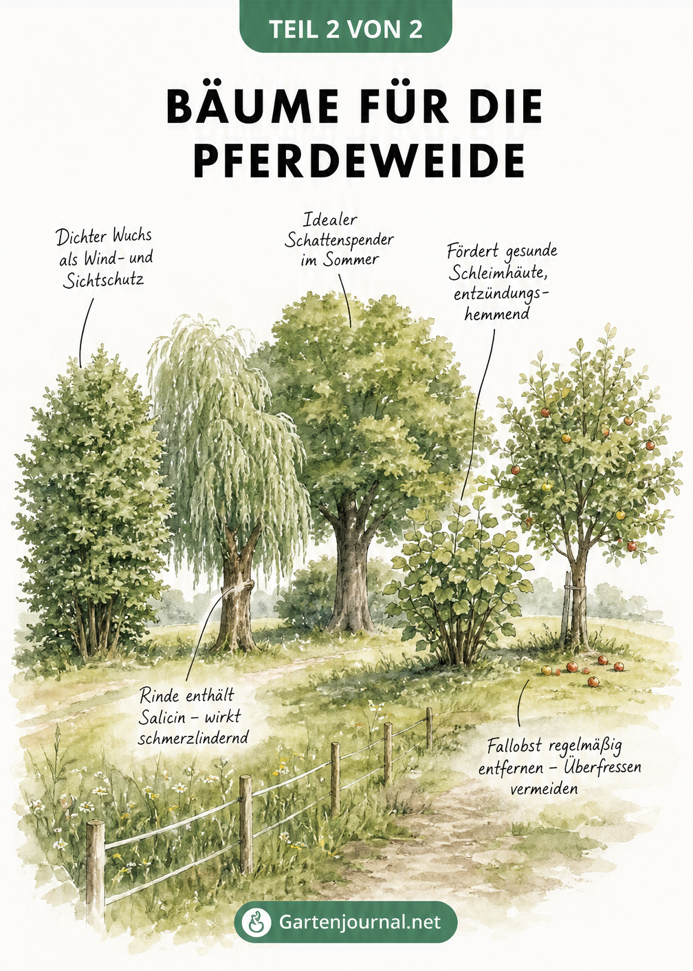 Illustration einer Pferdeweide mit verschiedenen Bäumen wie Hainbuche, Weide, Linde, Haselnuss und Apfelbaum