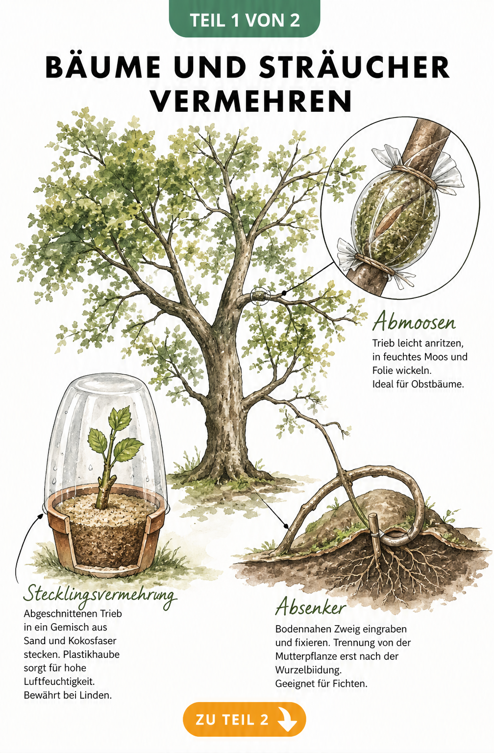 Illustration verschiedener Methoden zur Vermehrung von Bäumen und Sträuchern wie Abmoosen, Absenker und Stecklinge