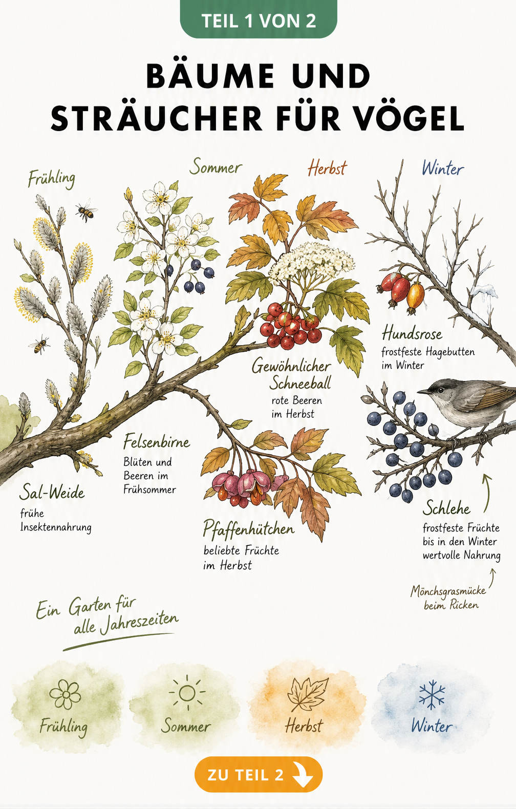 Illustration eines Astes im Jahresverlauf mit Sal-Weide, Felsenbirne, Schneeball, Pfaffenhütchen, Hundsrose und Schlehe als Vogelnahrung