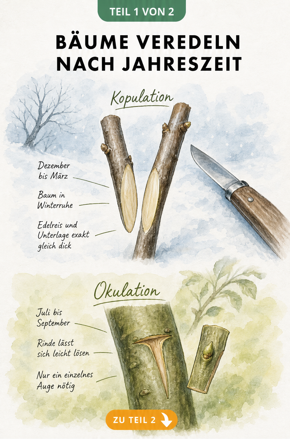 Illustration der Veredelungsmethoden Kopulation und Okulation mit Jahreszeiten