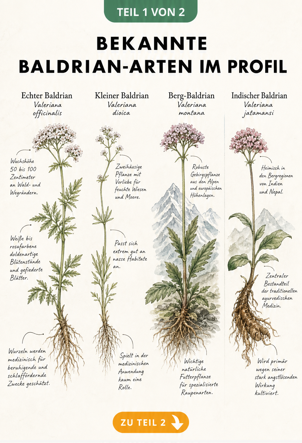 Botanische Illustration von vier Baldrian-Arten: Echter Baldrian, Kleiner Baldrian, Berg-Baldrian und Indischer Baldrian mit ihren Merkmalen.