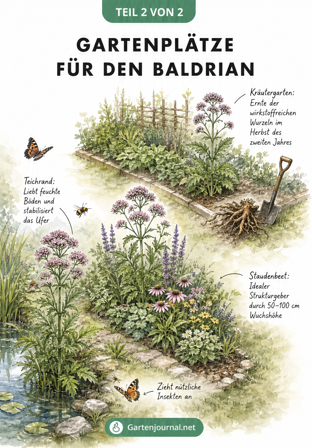 Isometrische Gartenlandschaft mit Baldrian am Teichrand, im Staudenbeet und im Kräutergarten