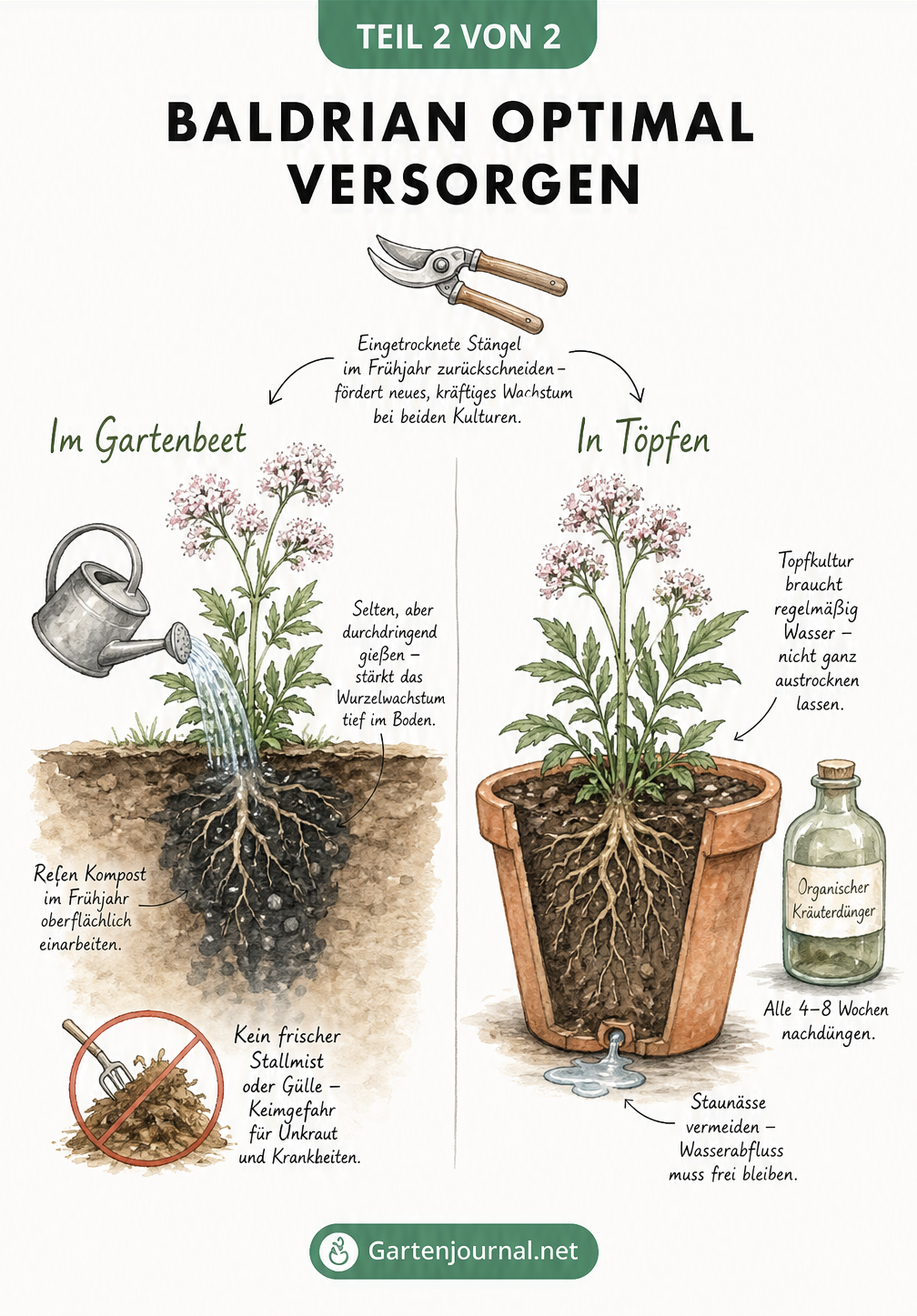 Aquarell-Illustration, die die Pflege von Baldrian im Gartenbeet und im Topf vergleicht, inklusive Gießverhalten, Düngung und Rückschnitt.