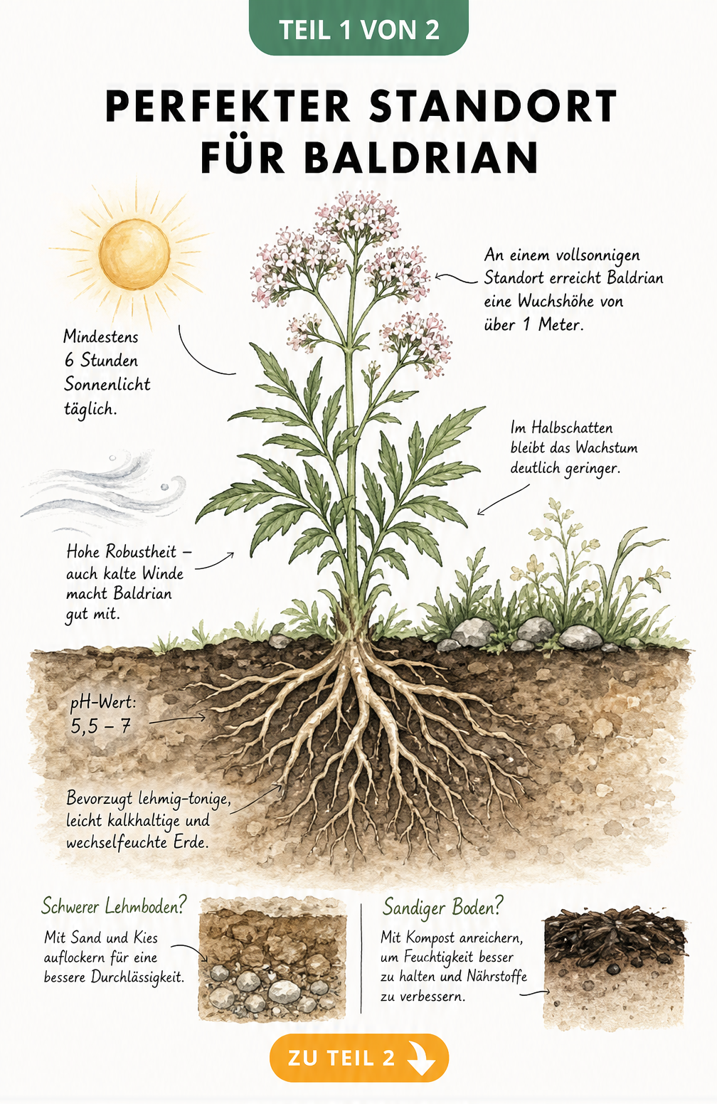 Botanische Querschnitts-Illustration einer Baldrianpflanze mit Wurzelwerk, die den idealen Standort, Sonnenbedarf und Bodenbeschaffenheit zeigt.
