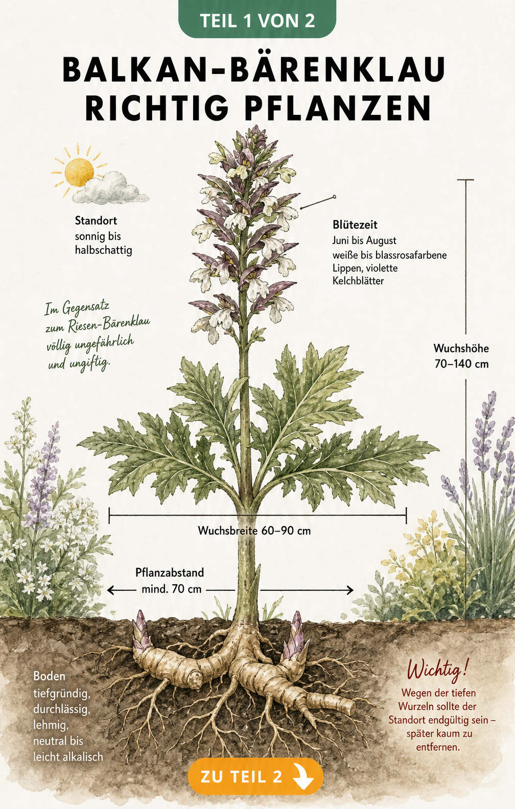 Botanische Illustration des Balkan-Bärenklaus mit Wurzeln, Blättern und Blüten sowie Angaben zu Pflanzabstand und Boden