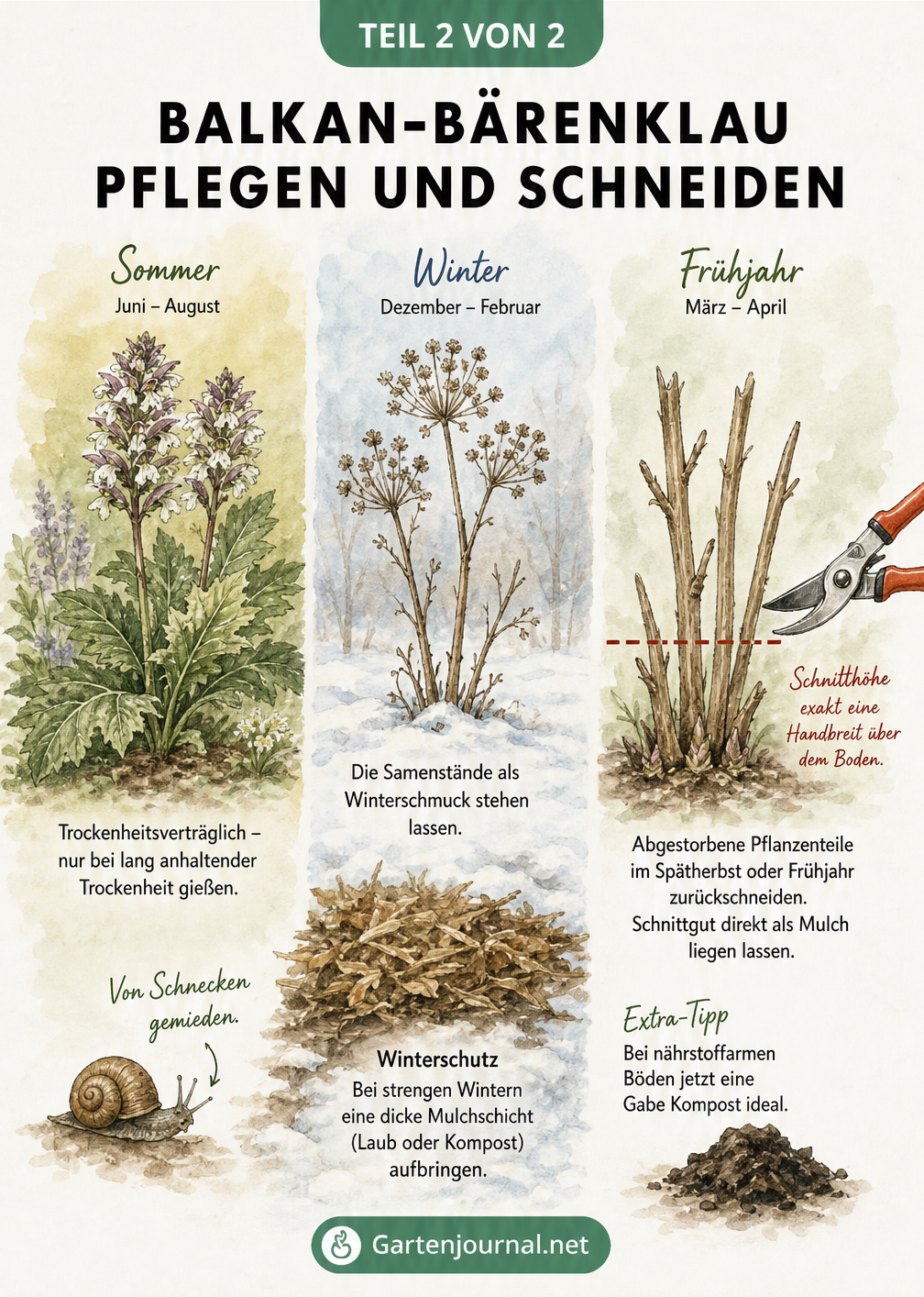 Aquarell-Zeichnung des Balkan-Bärenklaus im Sommer, Winter und Frühjahr mit Hinweisen zu Pflege und Rückschnitt