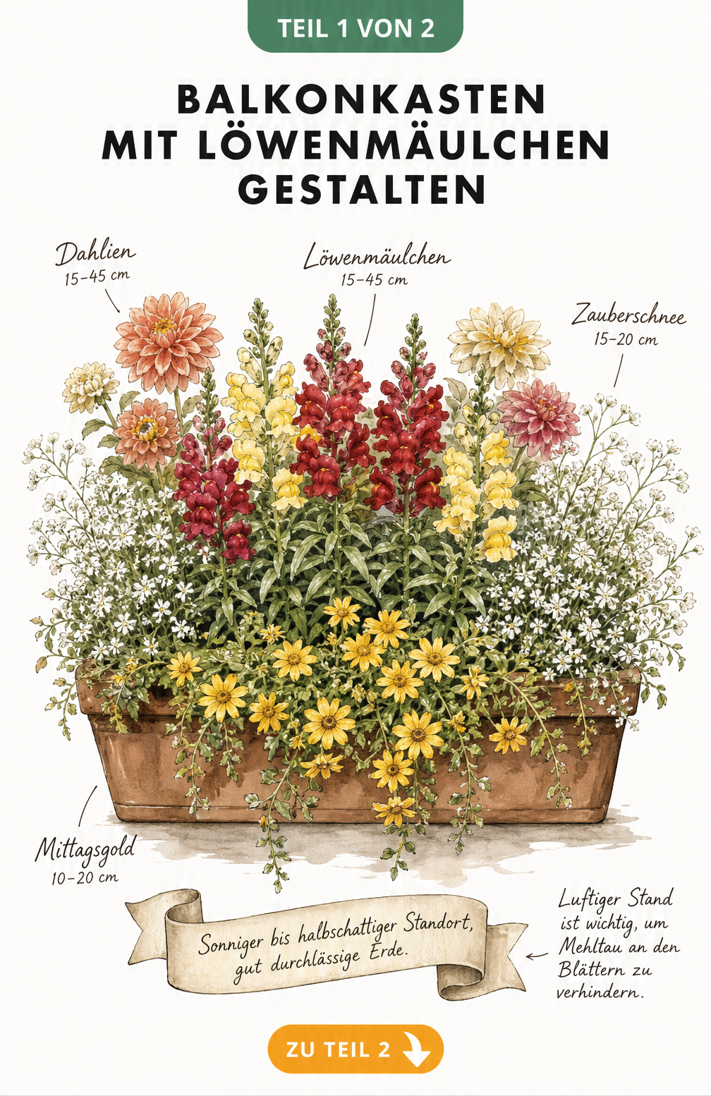 Illustration eines bepflanzten Balkonkastens mit roten und gelben Löwenmäulchen, Mittagsgold, Zauberschnee und Dahlien