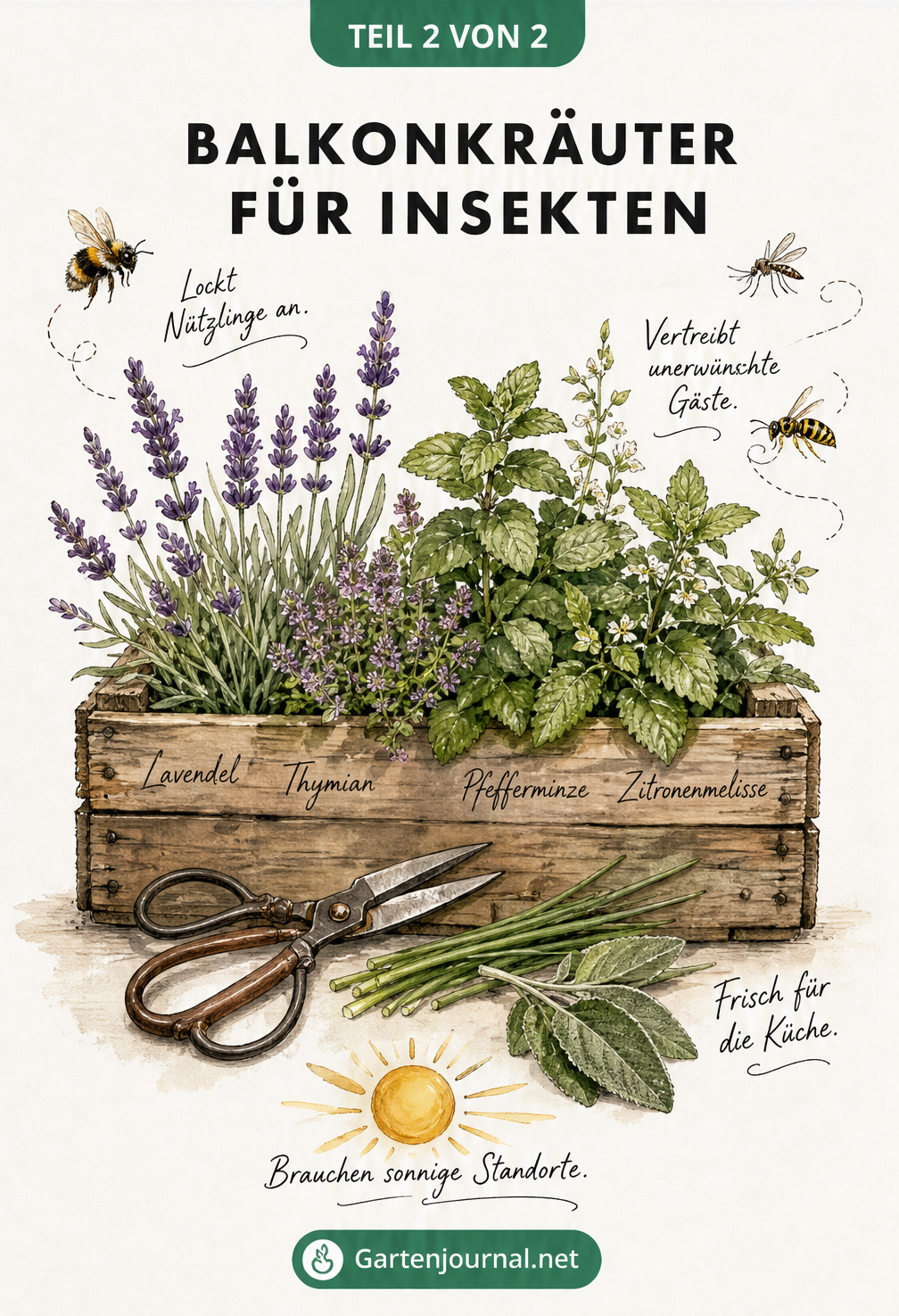 Historische Pflanzen-Lithografie einer Holzkiste mit Lavendel, Thymian, Pfefferminze und Zitronenmelisse, die Nützlinge anlocken und Mücken vertreiben