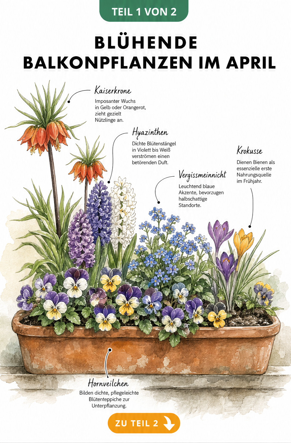 Aquarell-Illustration eines Balkonkastens mit blühenden Frühlingsblumen wie Kaiserkrone, Hyazinthen und Hornveilchen im April