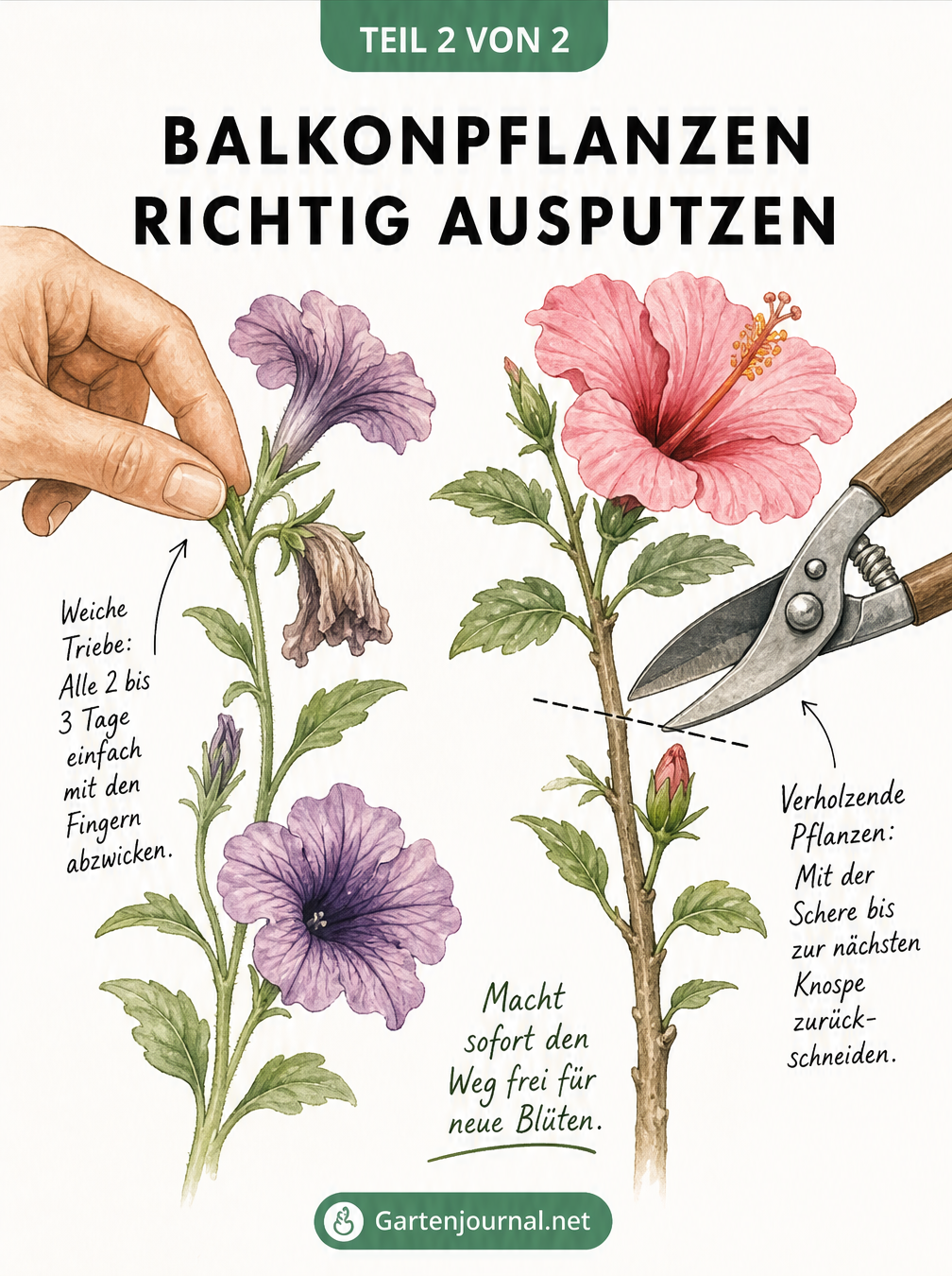 Illustration von zwei Pflanzenstängeln, die das Ausputzen von weichen und verholzenden Balkonpflanzen zeigt.